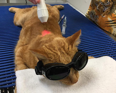 cat receiving laser therapy treatment