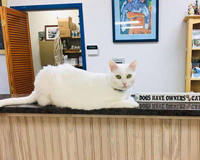 white cat sitting on front desk