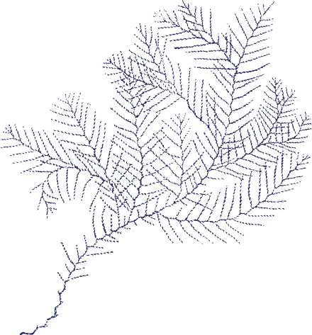 nautical plant illustration