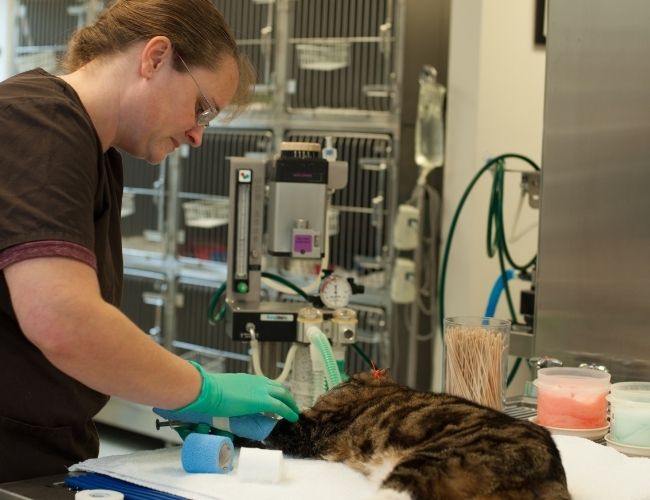 The-Sound-Cat-Services-.-cat-surgery-room