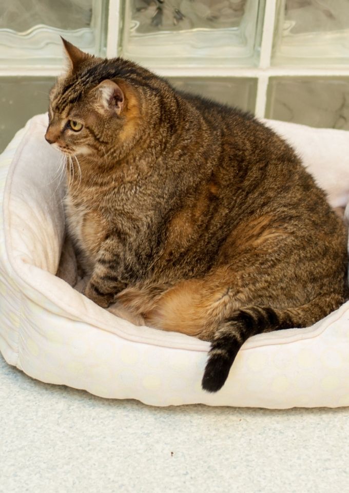 Obese Cat