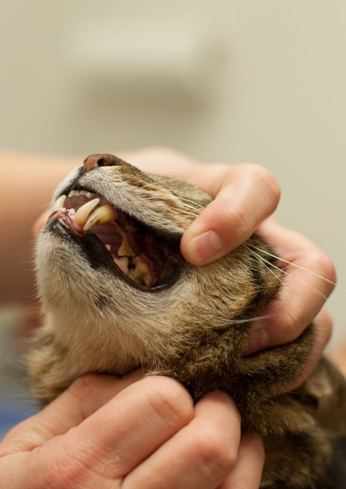The Sound Cat Dental Exam