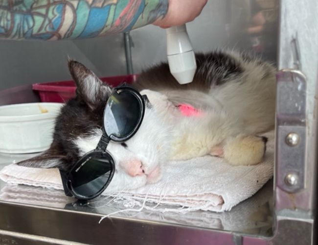 The Sound Cat - feline laser therapy treatment