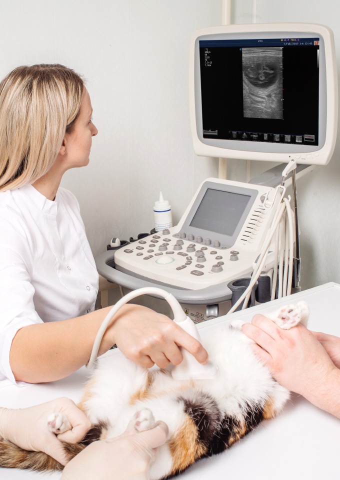 cat-having-ultrasound-scan-vet-office (1) The veterinarian performing an ultrasound on a calico cat in a clinic with a scan visible on a the monitor