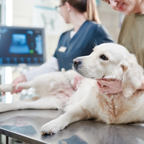 ultrasound (1) Golden retriever lying on vet exam table during ultrasound with vet and owner beside
