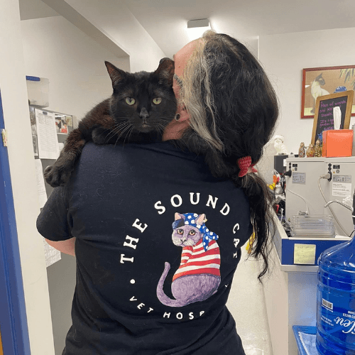 vet examine the cat health