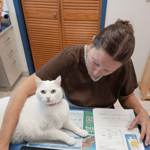 vet doing iodine-treatment on cat